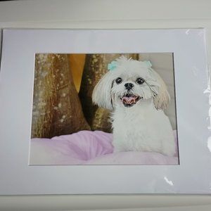 Photo of a Joyful Female Maltese Dog in a White Matted Frame  14" (L) X 11" (H)